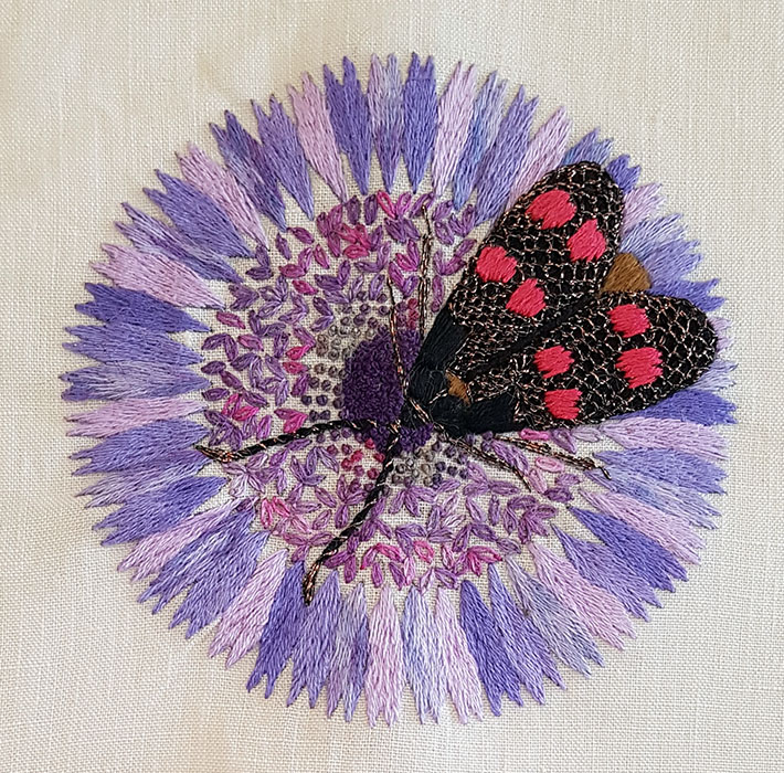 ZYGAENA ON A SCABIOUS